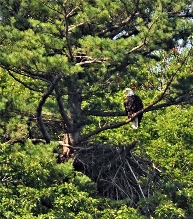 eagle and nest 